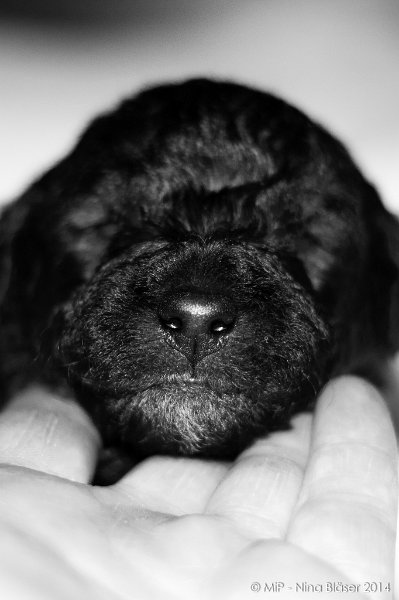 2014-02-18 Welpen Svet & Ruby-1926.jpg - Day 15